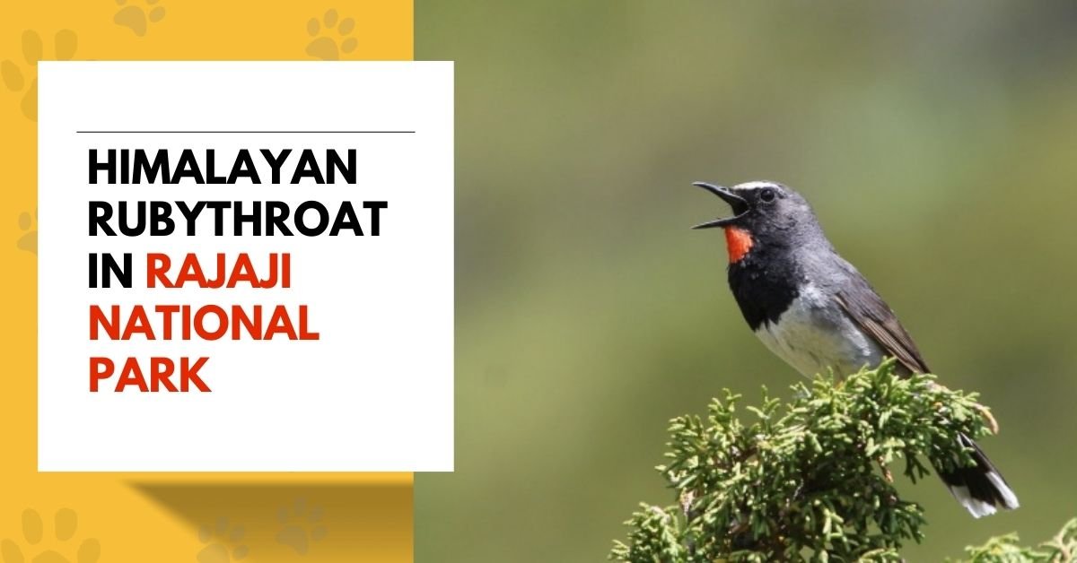 Himalayan Rubythroat in Rajaji National Park