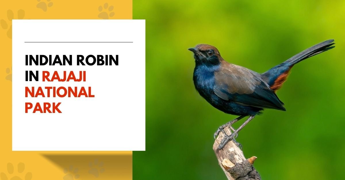 Indian Robin | A Vibrant Species in Rajaji