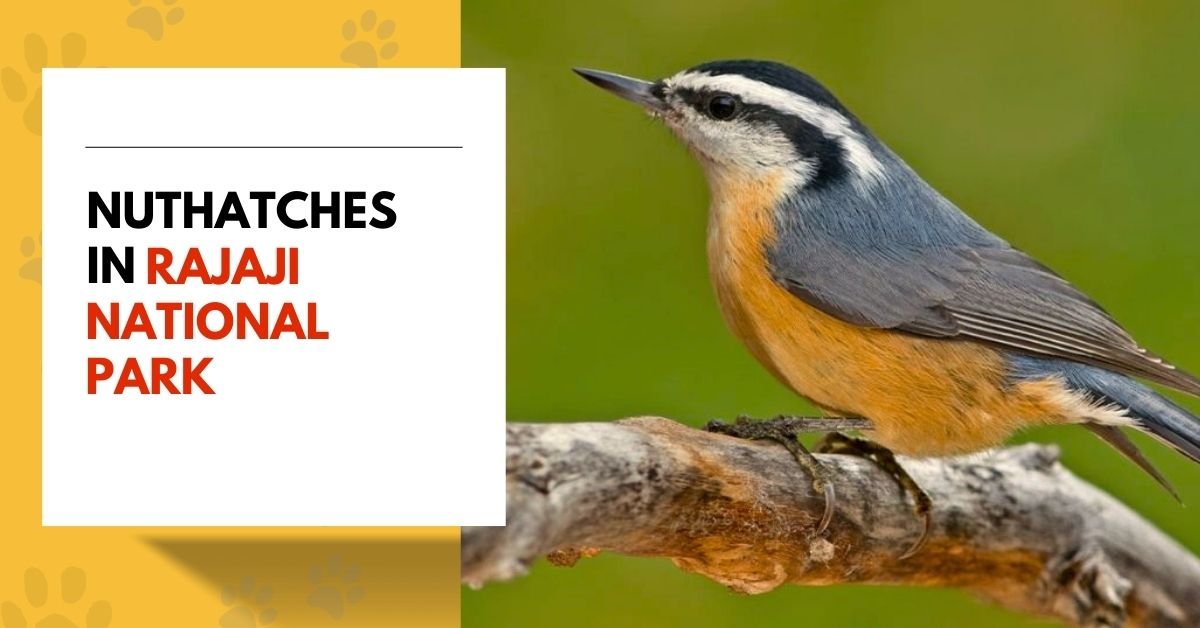 Nuthatches | Explore These Fascinating Birds