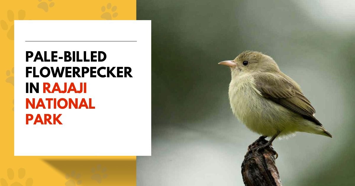 Pale-billed Flowerpecker | The Smallest Bird of India
