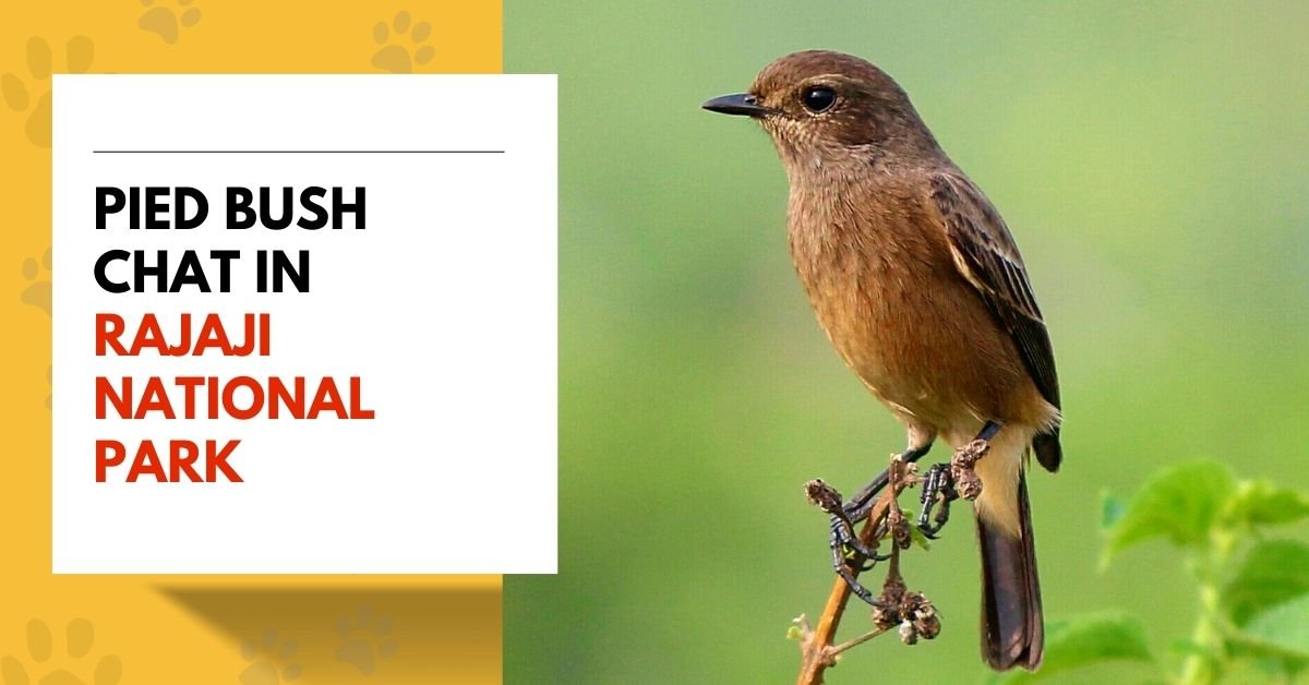 Pied Bush Chat | A Captivating Bird for Birdwatchers