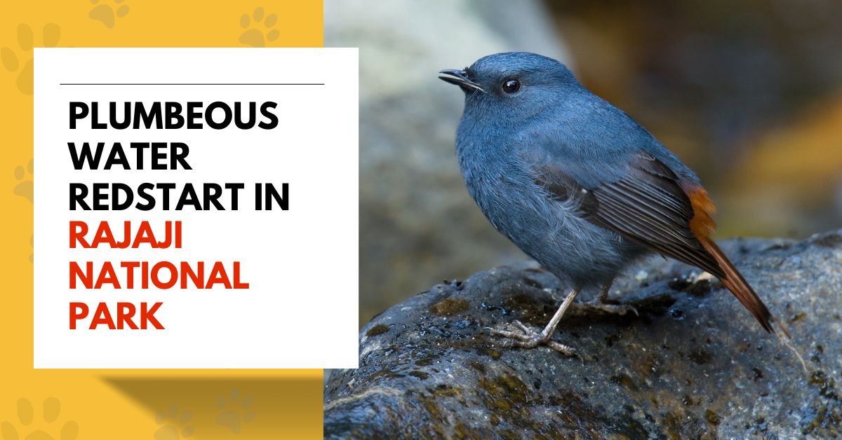 The Plumbeous Water Redstart in Rajaji National Park