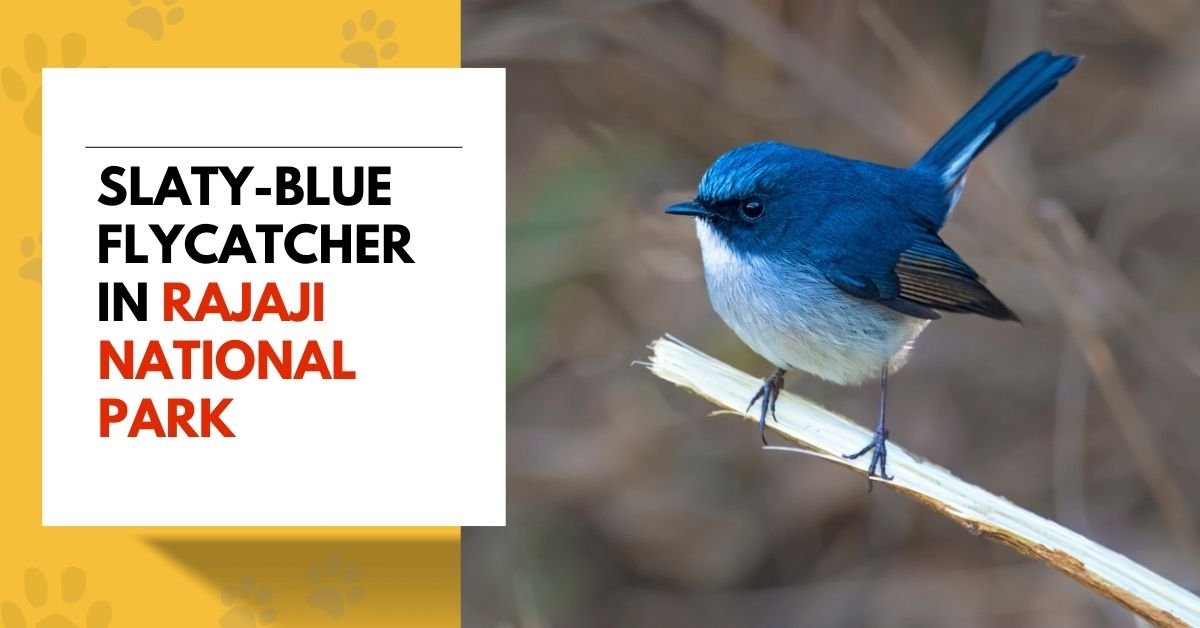 Slaty-blue Flycatcher | Unveiling the Beauty of Nature