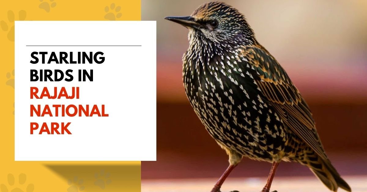 Starlings Bird | Their Behaviors and Habitats