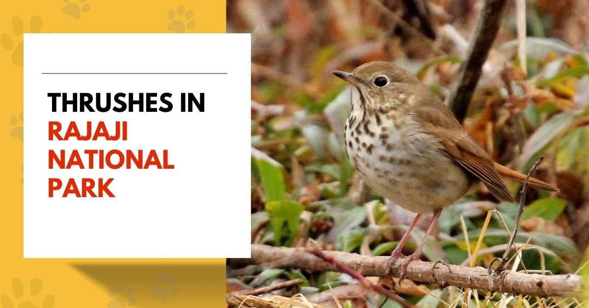 Exploring the Beauty and Behavior of Thrushes