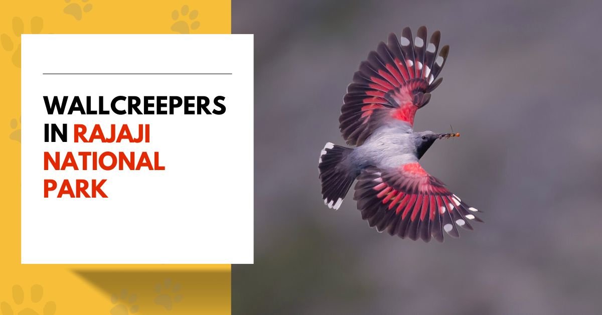 Wallcreepers | Fascinating Facts About This Elusive Bird