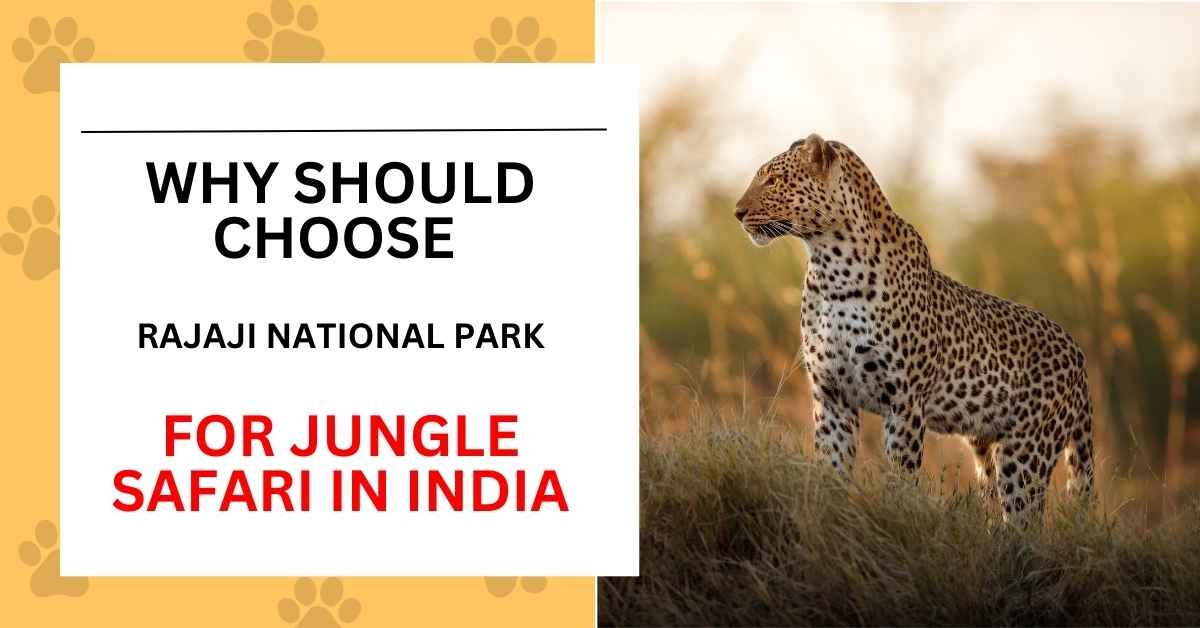 Why should choose Rajaji National Park for Jungle Safari in India