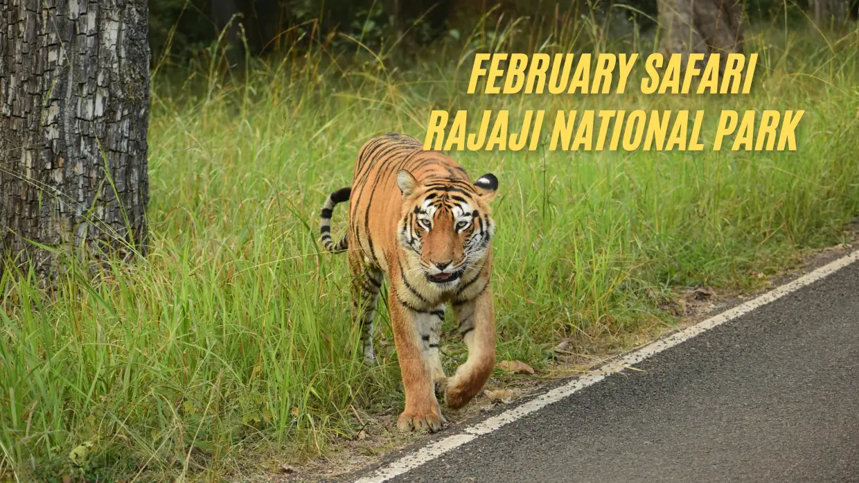 Rajaji National Park safari in February morning