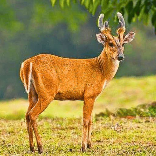 barking deer in rajaji national park