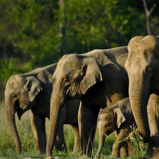 elephant in rajaji national park