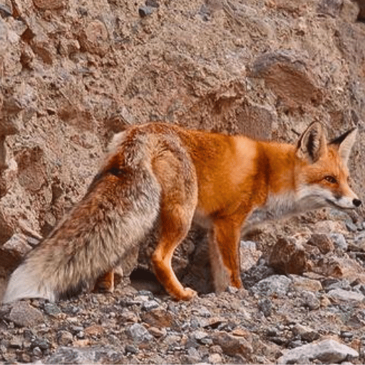 fox in rajaji national park