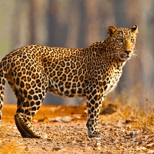 leopard in rajaji national park