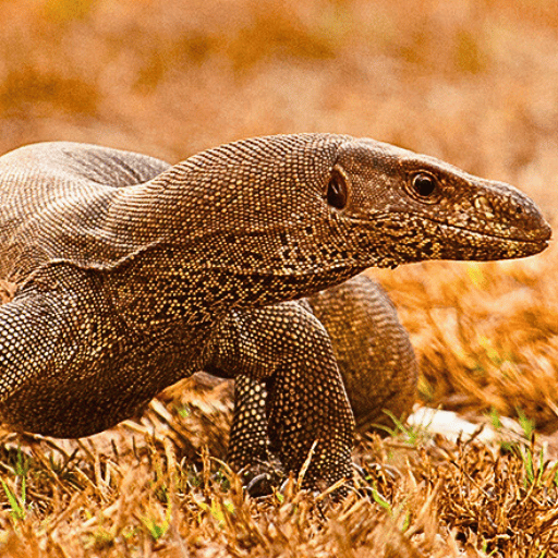 monitor lizard in rajaji national park