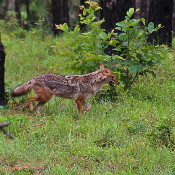 Golden jackal in Rajaji National Park safari zone