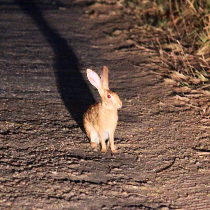 Black-naped hare in Rajaji National Park