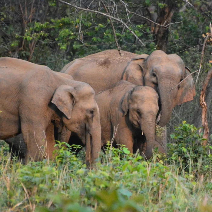 Asian elephant herd in Rajaji National Park Chilla zone