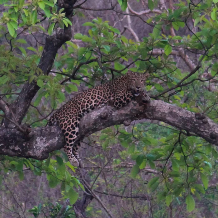 Leopard in Ranipur zone Rajaji National Park