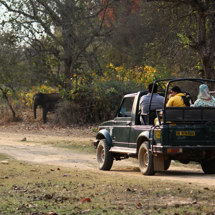 Jeep safari moments in Rajaji National Park Uttarakhand