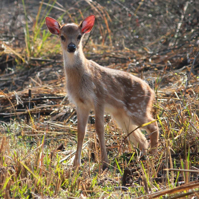 Spotted deer in Rajaji National Park Shivalik forest