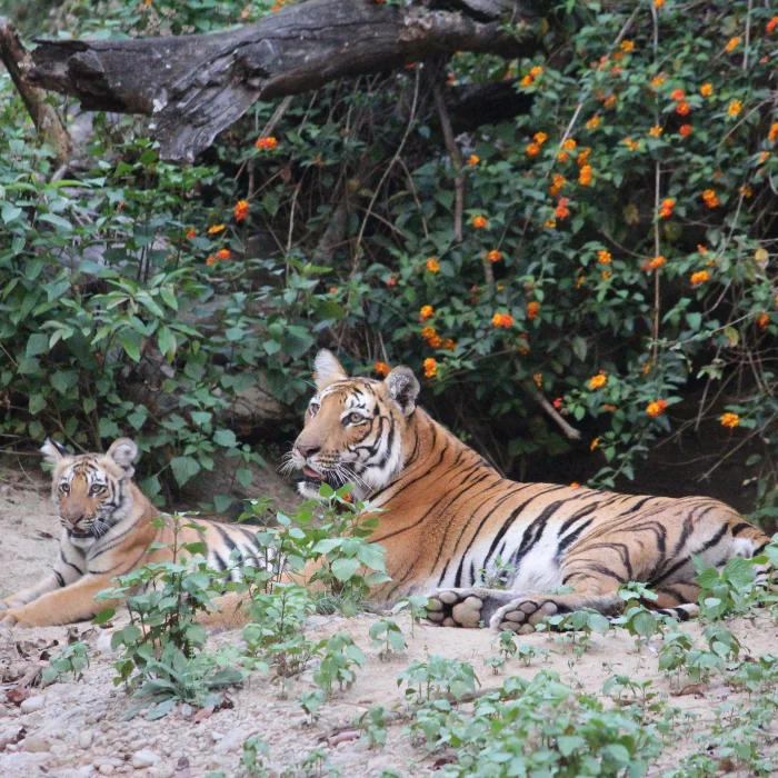Bengal tiger spotted on Rajaji National Park safari