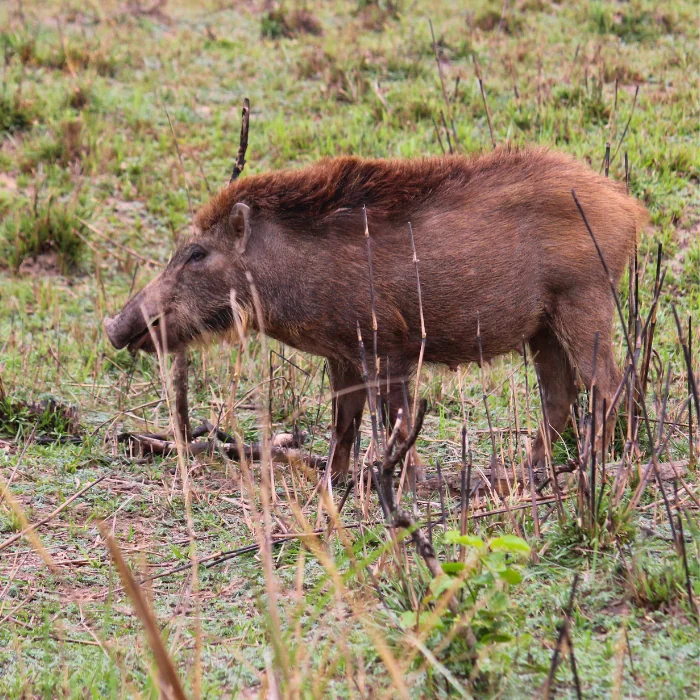 Wild boar in Rajaji National Park