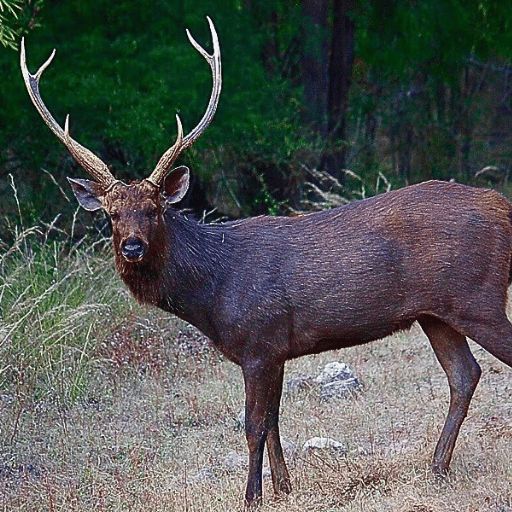 sambhar deer in rajaji national park