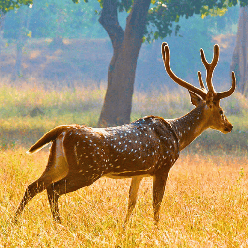 spotted deer in rajaji national park