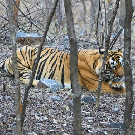 tiger in rajaji national park