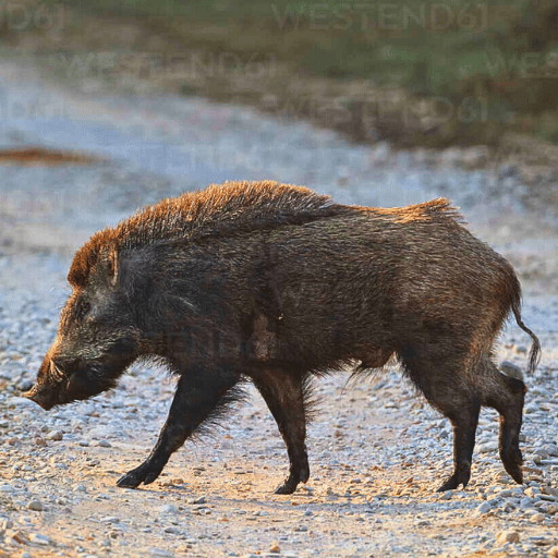 wild boar in rajaji national park